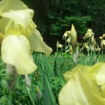 Summer of Our Contentment, Yellow Iris field