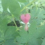 Living with More Compassion