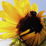 Andrea Zimmerl_sunflower w bee image