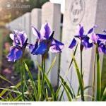 cemetery_headstones n irises_free pic